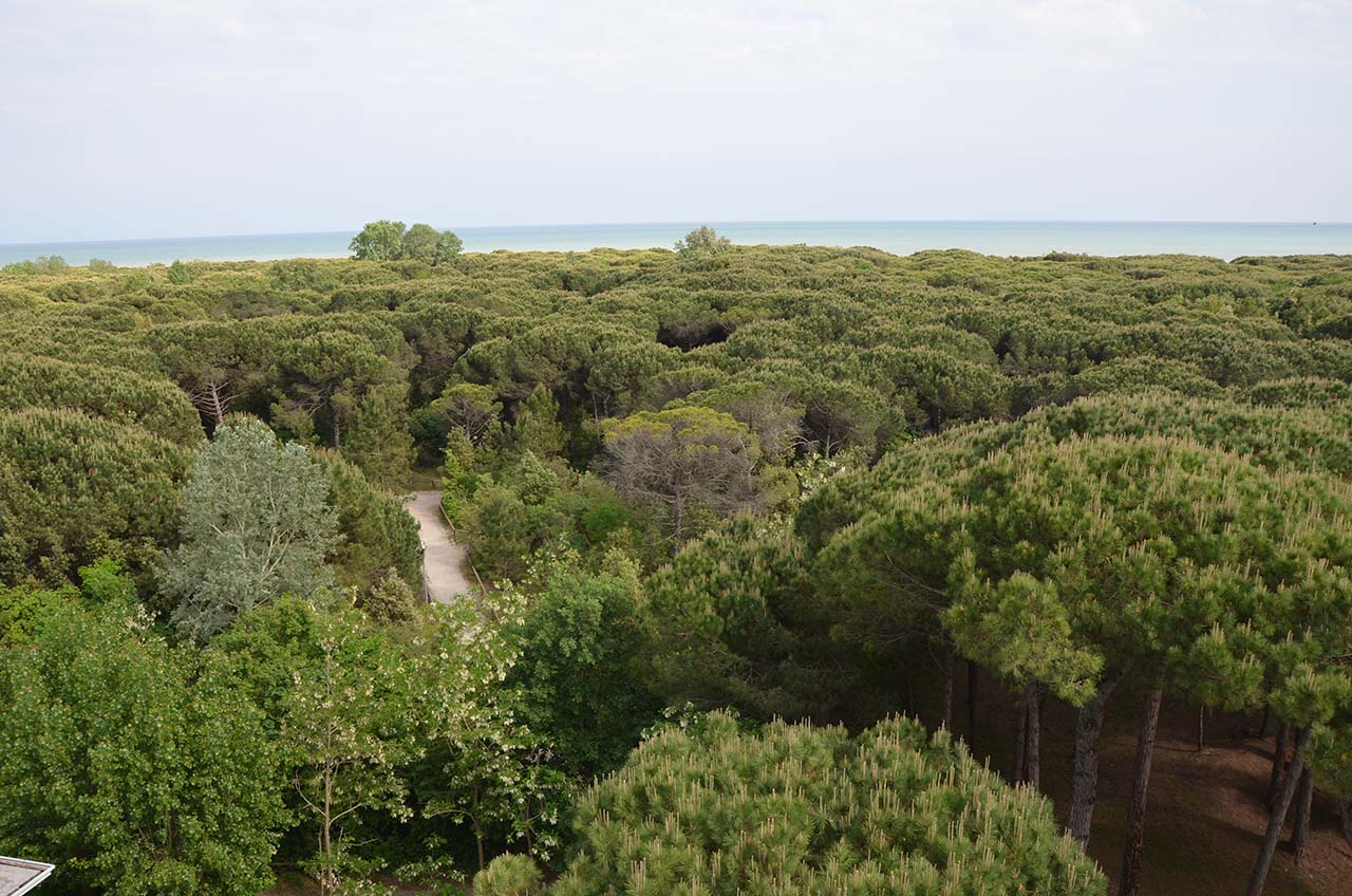 La pineta di Eraclea Mare