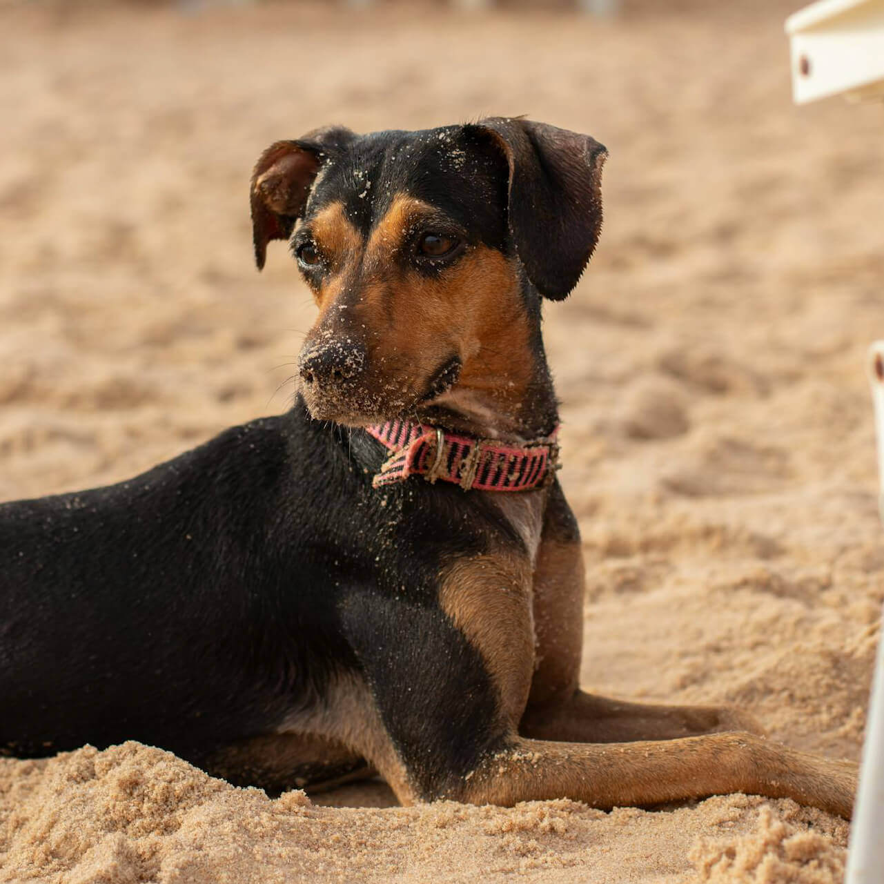 eraclea-mare-alloggi-pet-friendly-vacanza