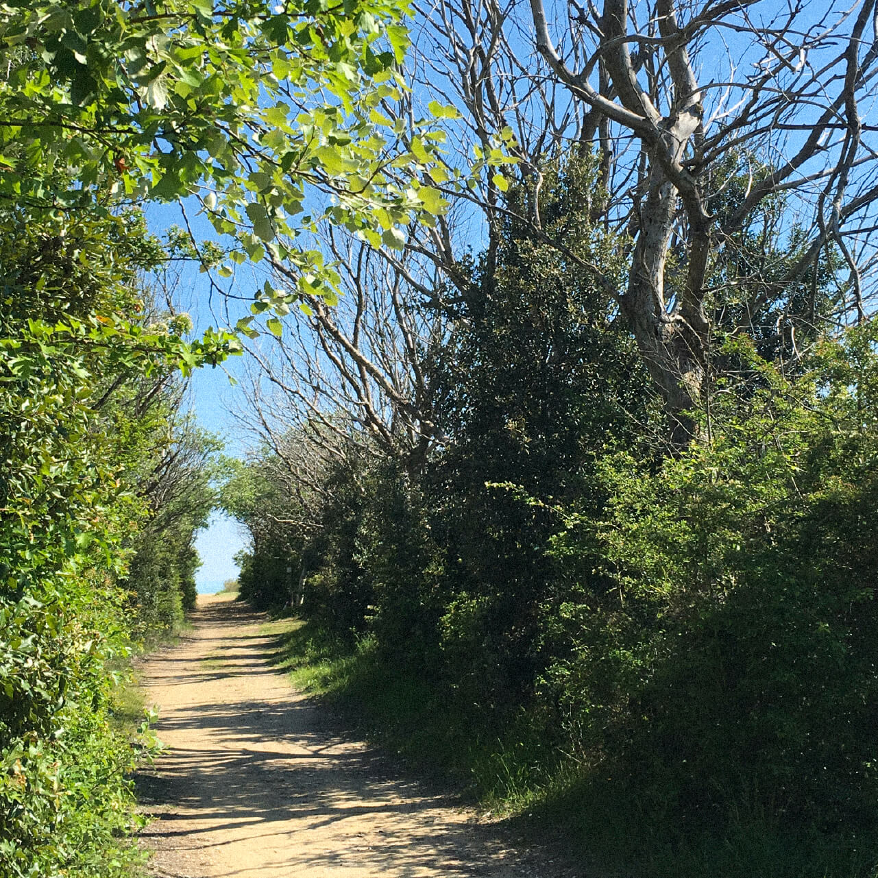 eraclea-mare-pista-ciclabile-spiaggia-pineta