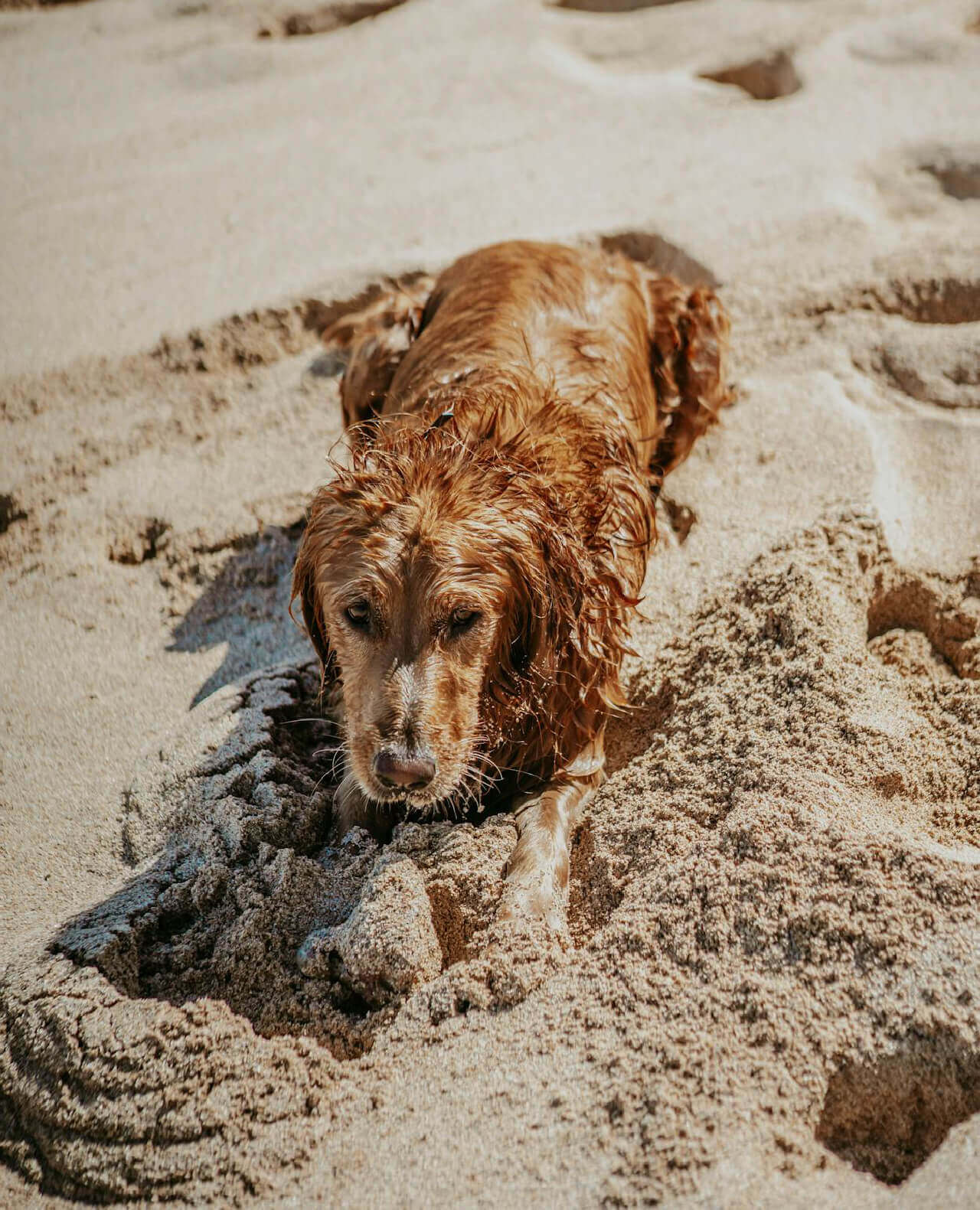 eraclea-mare-spiagge-pet-friendly-vacanza-estate