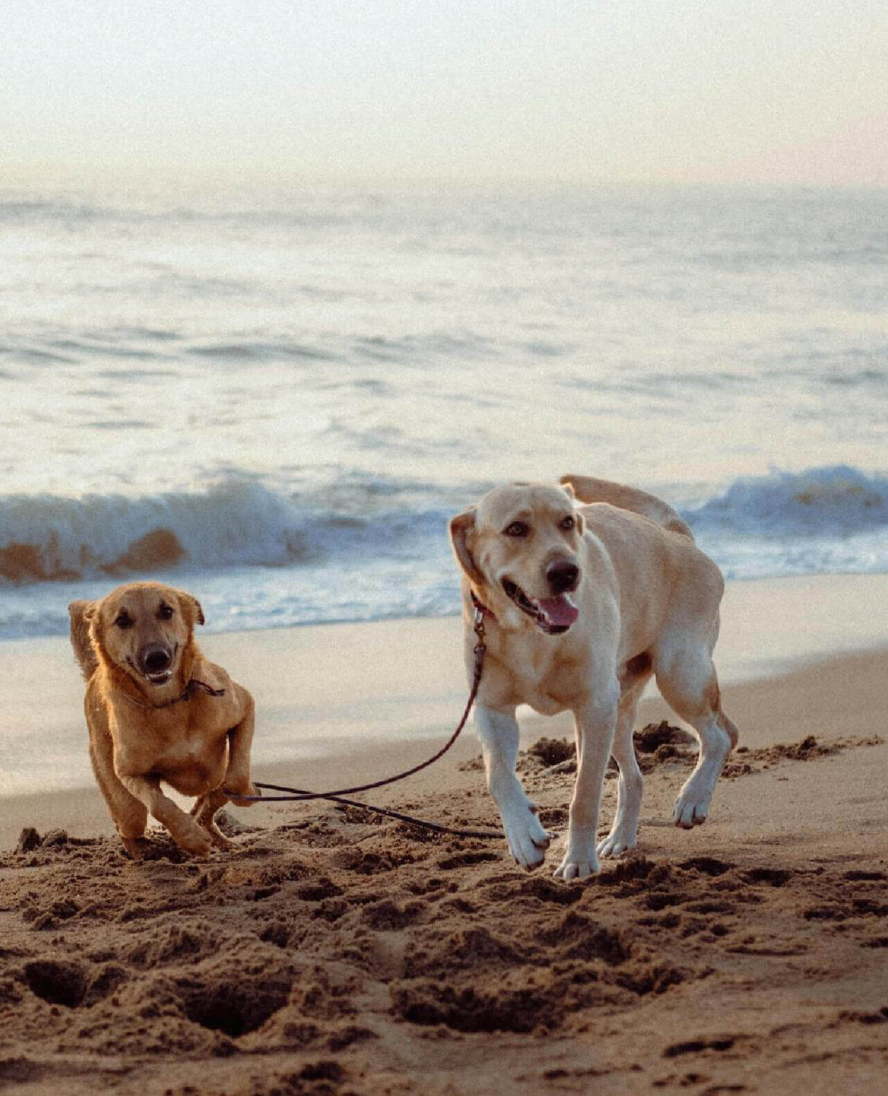 pet-friendly-strutture-ricettive-eraclea-mare-veneto